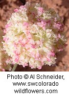 Cluster of small white and pink flowers.