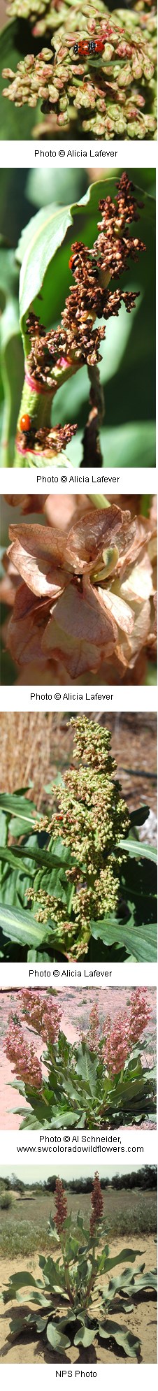 Multiple images of a plant with clusters of small greenish pink flowers.