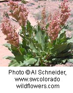 Small reddish brown flowers clustered on a stem with large green sharply edged leaves at the base of the plant.