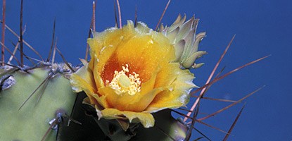 Prickly pear cactus (Opuntia polyacantha) Prickly pear cactus (Opuntia polyacantha)