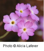 five lobed lavender pink tubular flowers.