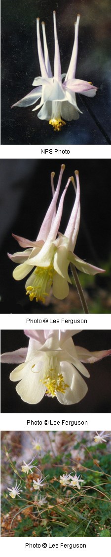 Upside-down white with pale pink flower. Has five tubes that point up from the face of the flower.