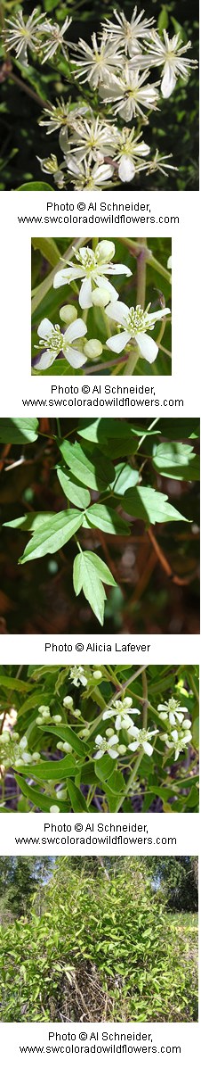 White flowers with four petals. Leaves are serrated.