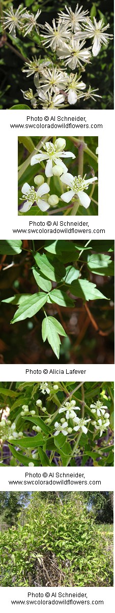 Clematis ligusticifolia Clematis ligusticifolia