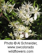 White flowers with multiple thin petals.