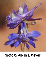 Bluish-purple flowers with long pointed petals.