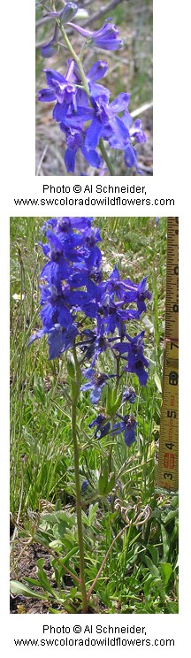 Multiple dark purple flowers on a green stem.