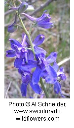 Purple tubular shaped flowers.