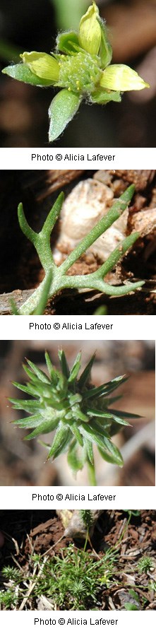 Multiple images of a green flower.