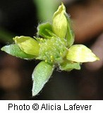 Green flower with four petals.