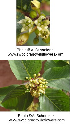 Two images of pale green flowers.