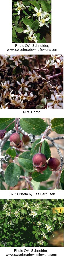 Small white flowers with five widely spaced petals attached to green oval leaves. Additional photo is of oval shaped green leaves with deep reddish pink colored berries.