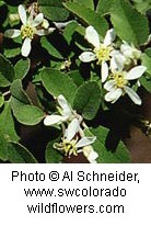 Several white flowers on a green plant with rounded leaves.