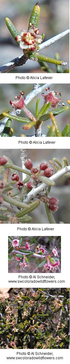 Small red and white flowers that look like buds or berries.