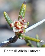 Rosaceae_Cercocarpus_intricatus2
