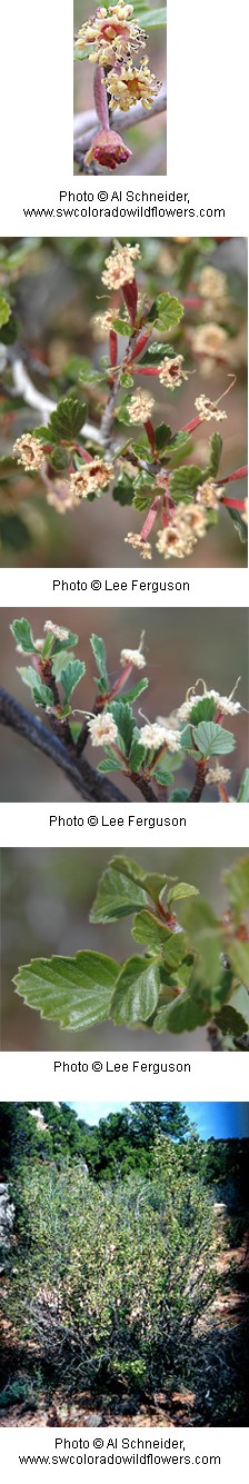 Red tubes with cream with cream colored petals on the end on a woody stem with serrated green leaves.