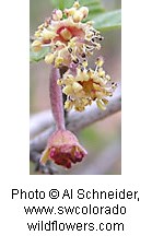 pinkish tubular flower with pale yellow petals.