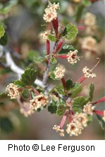 Rosaceae_Cercocarpus_montanus3