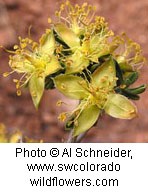 Yellow flowers with four petals.