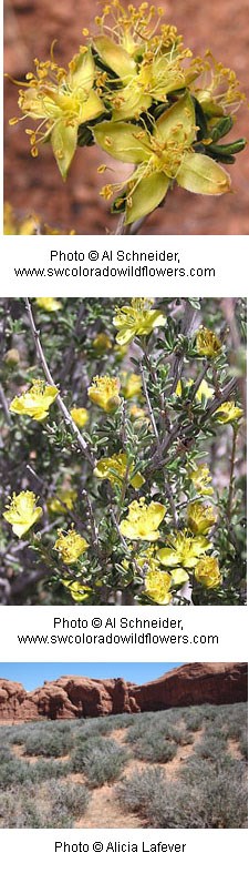 flowers with four yellow petals that taper to a point.