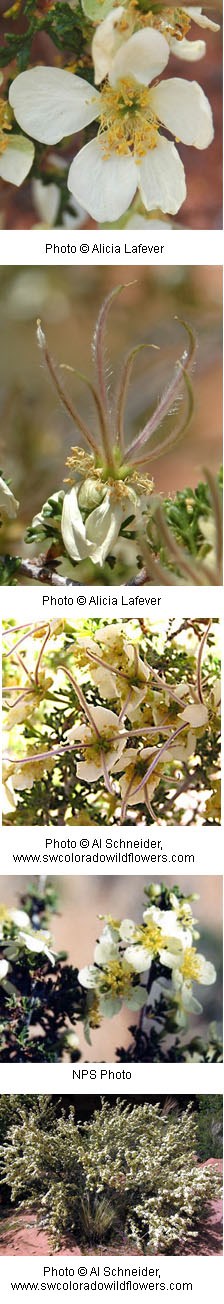 Multiple images of creamy white flowers with five rounded petals.