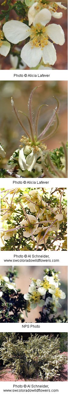 Purshia mexicana Purshia mexicana