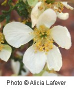 White flower with five rounded petals.