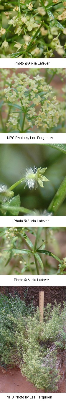 Galium multiflorum Galium multiflorum