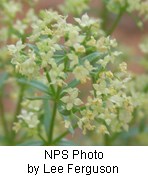 Cluster of small light-yellow flowers.