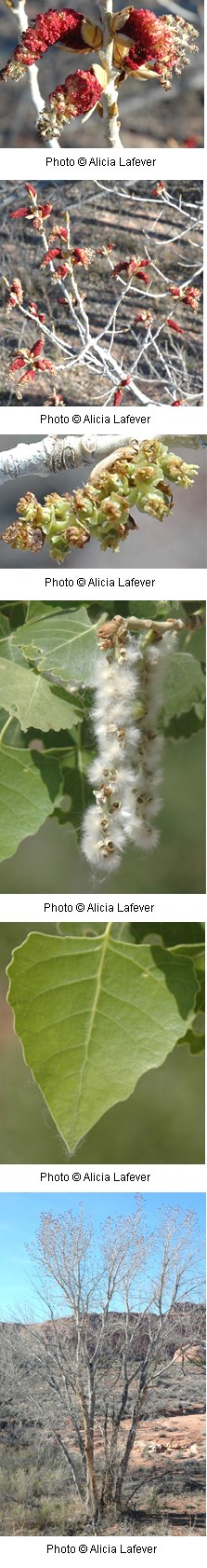Salicaceae_Populus_fremontii Salicaceae_Populus_fremontii