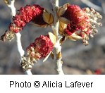 Red Fremont's Cottonwood flowers