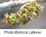 Tiny clump of greenish brown flowers growing next to a white branch.