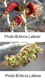 Two images of a plant with white bark and reddish-green cone shaped flowers.