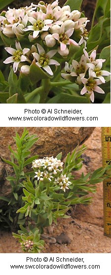 whitish green flowers with six petals