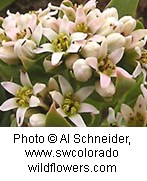 Numerous white flowers with six petals.