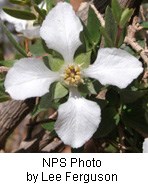 White flower with four petals.