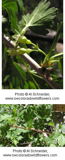 Two images of a green plant.