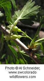 Woody plant with green buds on it.