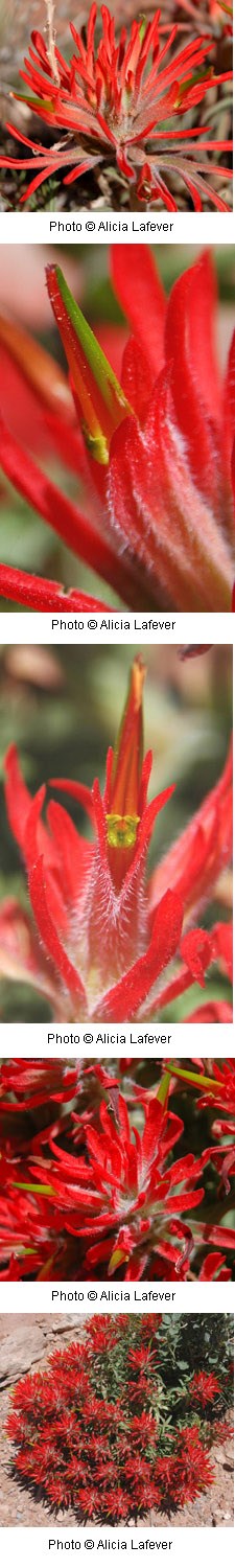 Flower with multiple bright red tubular petals.