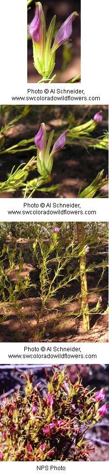 tall stems with thin green leaves along and tubular purple flowers at the top