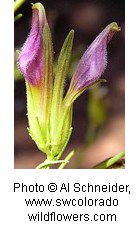 Purple and green flower.