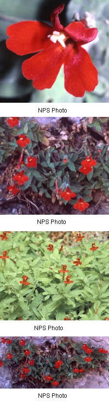 Multiple images of scarlet-colored flowers.
