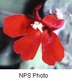 Scarlet colored flower with five lobed petals.