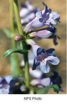 Lavender and blue tubular flowers on a green stem.