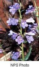 Green stem with multiple purple flowers with rounded petals.