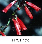 Red tubular shaped flowers.