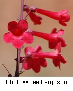 Trumpet shaped red flowers.