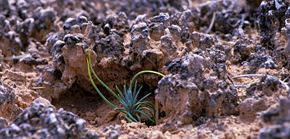 Seedling in biological soil crust Seedling in biological soil crust