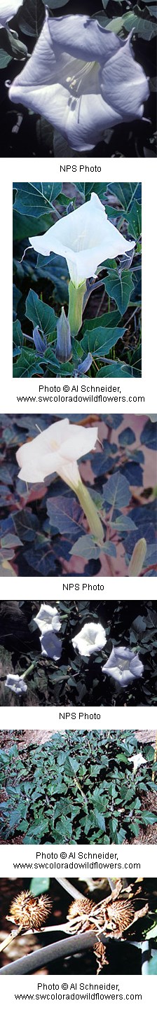 large white trumpet shaped flower with dark green broad leaves in the background