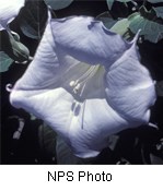 White flower with broad petals.